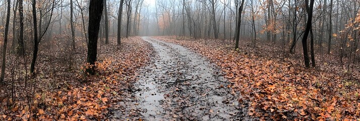 Poster - Serene and picturesque winding path through a lush autumn forest with colorful fallen leaves scattered along the scenic trail  Idyllic natural setting showcasing the beauty of the changing seasons