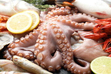 Sticker - Whole fresh raw octopus and other sea food as background, closeup