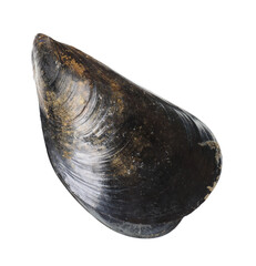 Wall Mural - One raw mussel isolated on white. Sea food