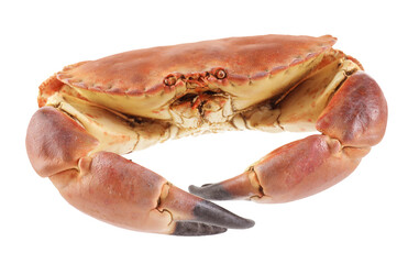 Poster - One raw crab isolated on white. Sea food