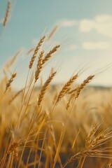 Poster - A picturesque scene of wheat field under a clear blue sky