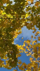 Wall Mural - Bright yellow maple foliage on a sunny autumn day