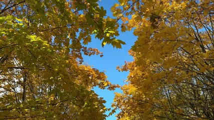 Wall Mural - Bright yellow maple foliage on a sunny autumn day