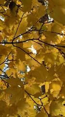 Wall Mural - Bright yellow maple foliage on a sunny autumn day