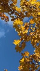 Wall Mural - Bright yellow maple foliage on a sunny autumn day