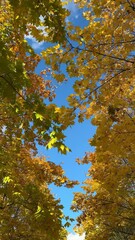 Wall Mural - Bright yellow maple foliage on a sunny autumn day