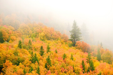 Autumn Fall Maple and Pine Trees with Fog on Mountainside