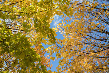 Wall Mural - Bright yellow maple foliage on a sunny autumn day