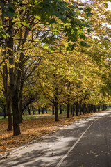 Wall Mural - Walk in the park on a bright sunny autumn day