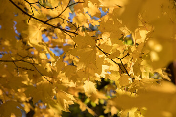 Wall Mural - Bright yellow maple foliage on a sunny autumn day