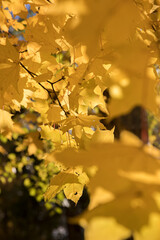 Wall Mural - Bright yellow maple foliage on a sunny autumn day