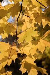 Wall Mural - Bright yellow maple foliage on a sunny autumn day