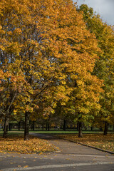 Wall Mural - Walk in the park on a bright sunny autumn day