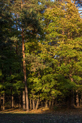 Wall Mural - Walk in the park on a bright sunny autumn day