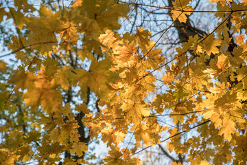 Wall Mural - Bright yellow maple foliage on a sunny autumn day