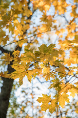 Wall Mural - Bright yellow maple foliage on a sunny autumn day