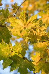 Wall Mural - Bright yellow maple foliage on a sunny autumn day