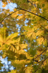 Wall Mural - Bright yellow maple foliage on a sunny autumn day