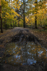 Wall Mural - Walk in the park on a bright sunny autumn day
