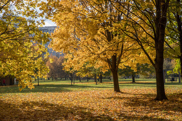 Wall Mural - Walk in the park on a bright sunny autumn day