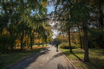 Wall Mural - Bright yellow maple foliage on a sunny autumn day