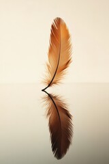 Poster - Single Feather on Reflective Surface