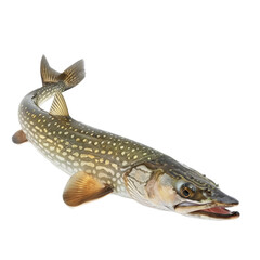 freshwater northern pike displayed on a transparent background, showcasing its distinctive markings 