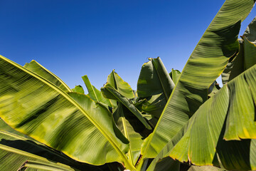 Wall Mural - Big leaves of tropic tree. Banana plantation in Puerto de la Cruz. Canary islands, Spain. Rich harvest. Farming, agriculture concept. Cultivated organic fruit farm with blue sky in Tenerife