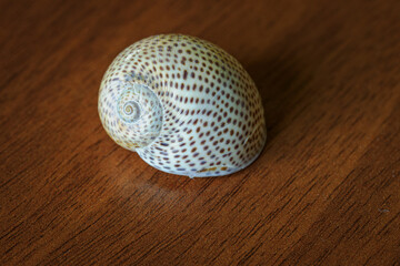 Empty sea shell with polka dots on the table.
