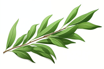 Wall Mural - A vector hand drawn Tea Tree leaves isolated on transparent background