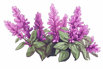 Wall Mural - A vector hand drawn Clary Sage isolated on transparent background