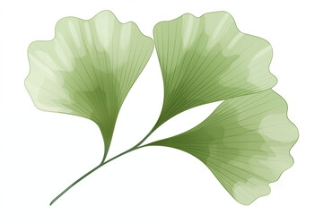 Wall Mural - A vector hand drawn green ginkgo leaf isolated on transparent background