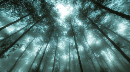 Wall Mural - A low angle view of tall, slender trees reaching up into a foggy, hazy sky.