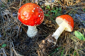 two red fresh autumn toxic poisonous beautiful dangerous hallucinogenic forest with white stem fly agaric mushrooms grow in the ground among the grass during the day	