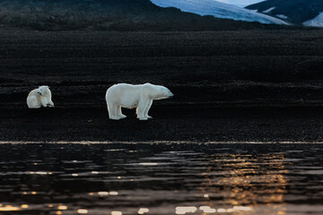 Wall Mural - polarbear on black rocks at dawn in svalbard