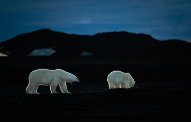 Wall Mural - polar bear with cub on black rocks at dawn in svalbard