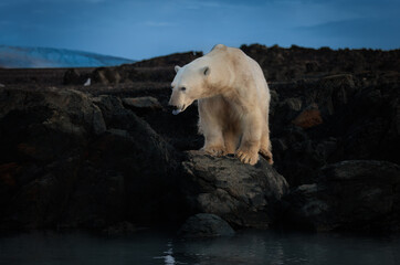 Wall Mural - polarbear on black rocks at dawn in svalbard