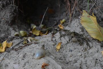 Poster - The hole in the ground with a tree in the form of a hole