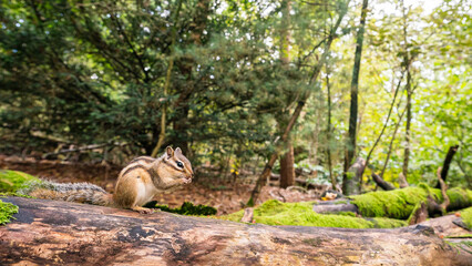Wall Mural - siberian chipmunk (eutamias sibiricus) in the forest in noord brabant in the netherlands