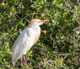 Cattle Heron in the sunshine