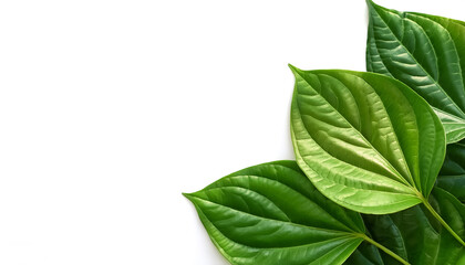 Wall Mural - betel leaf pattern on side position provides copy space for text. background concept isolated white