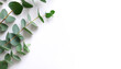 © Saddha Visual - Eucalyptus with leaves pattern on side position provides copy space for text. background concept isolated white