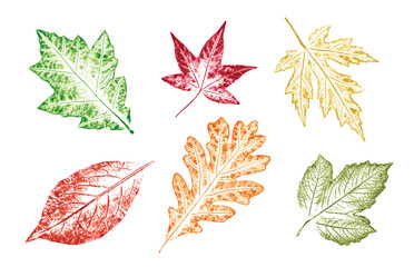 Set of colorful oak maple sycamore birch leaves as variations in color shape and size. Fall leaves on white background.