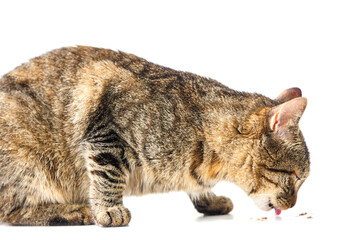 Nice tabby cat eating food on white background. Portrait of a home pet. Selective focus.