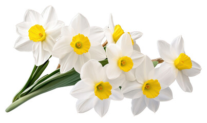 Sticker - PNG Narcissus narcissus daffodil blossom.