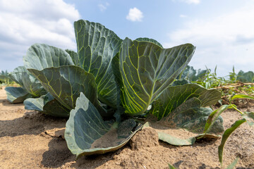 Wall Mural - cabbage heads in the field close up