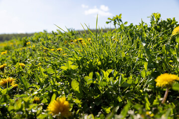 Wall Mural - blooming yellow dandelions in the spring in the field