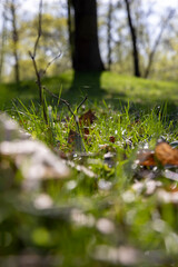 Wall Mural - deciduous trees in the park in spring in sunny weather