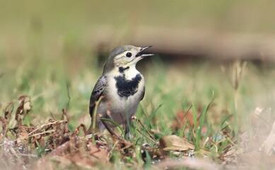 Wall Mural - White Wagtail, Motacilla alba, birds of Montenegro