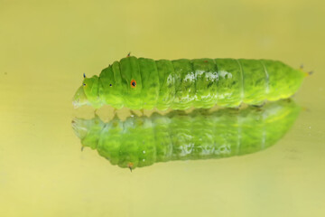 The beautiful reflection of a green caterpillar in the glass. This insect likes to eat fruit, flowers and young leaves.